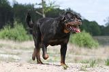 ROTTWEILER 288